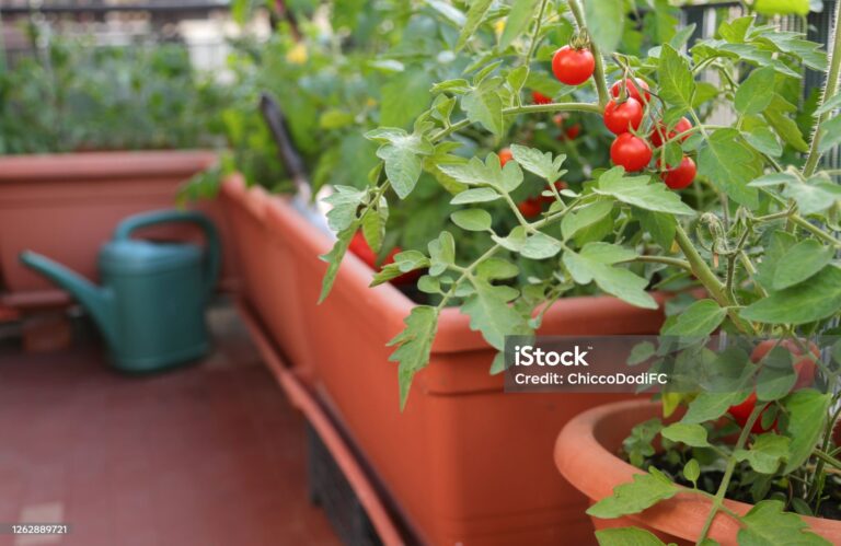 Tomates cerises sur balcon : 3 variétés compactes (et tout ce qu&rsquo;il faut pour débuter en ville)